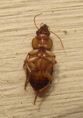 Boeomimetes confusus