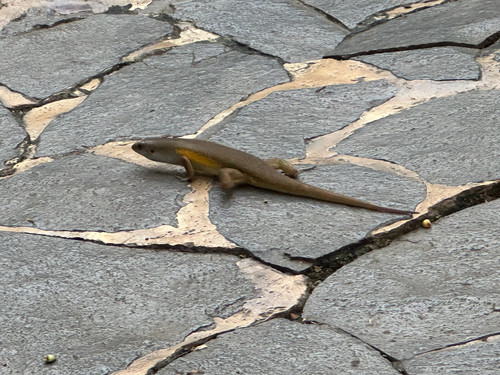 Eutropis multifasciata