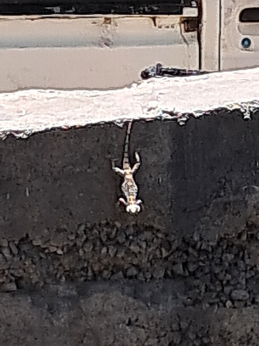 Egyptian Rock Agama