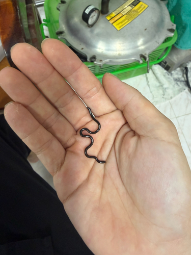 Brahminy Blindsnake