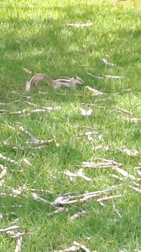 Five-striped Palm Squirrel