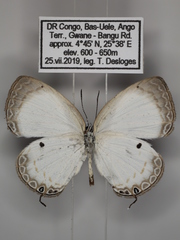 Oboronia punctatus