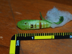 Chrysodeixis minutus