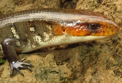 Diploglossus monotropis