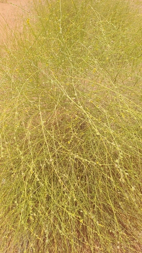 Cleome pallida