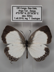 Oboronia punctatus