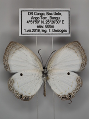 Oboronia punctatus