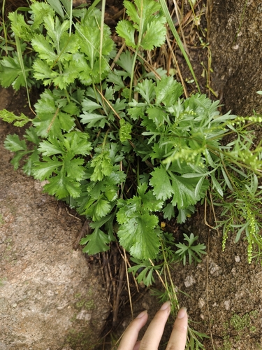 Artemisia eriopoda iNat (1)