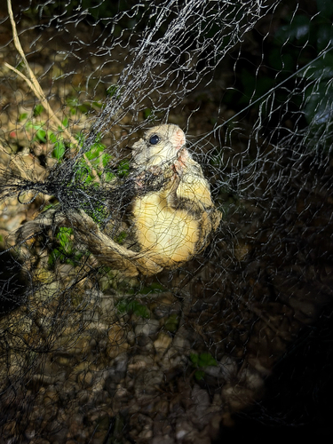Southern Flying Squirrel observed by avamoney25