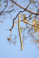 Radermachera xylocarpa