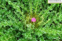 Cirsium souliei