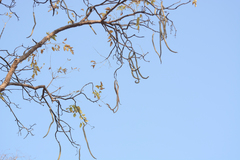 Radermachera xylocarpa