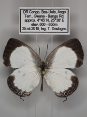 Oboronia punctatus