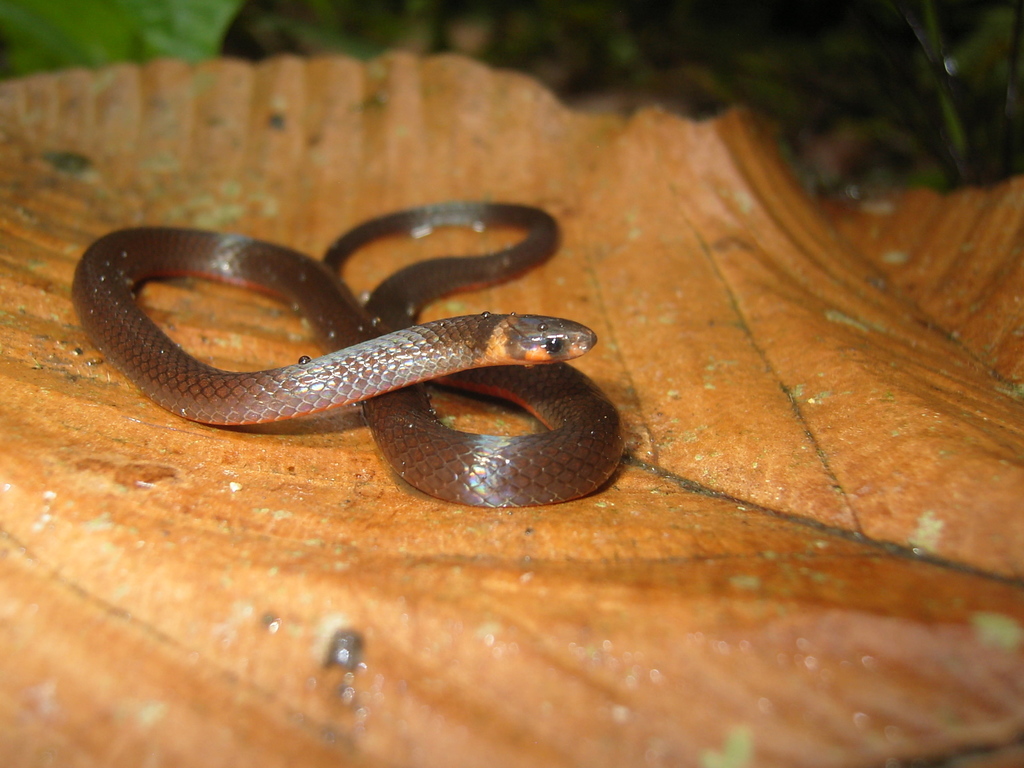 Boulenger's Centipede Snake