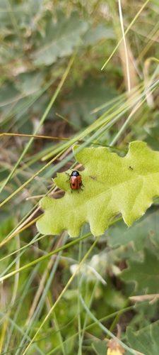 black-and-red pot beetle