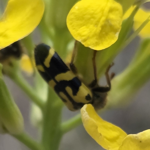 Ornate Checkered Beetle