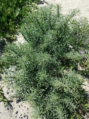 Erigeron blochmaniae