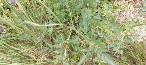 European Striped Shield Bug