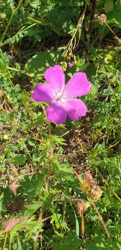 Bloody Crane's-bill