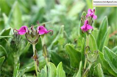 Pedicularis integrifolia