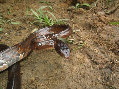 Photo of a Ecuador Sipo (Chironius grandisquamis)