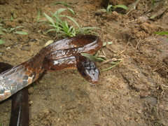 Chironius grandisquamis