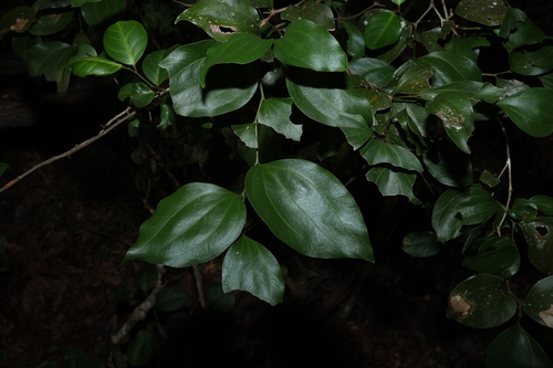 Acacia bakeri, photograph 4