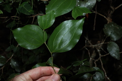 Acacia bakeri, photograph (c) Greg Tasney, some rights reserved (CC BY-SA)