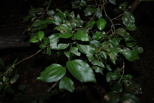 Acacia bakeri, photograph 6