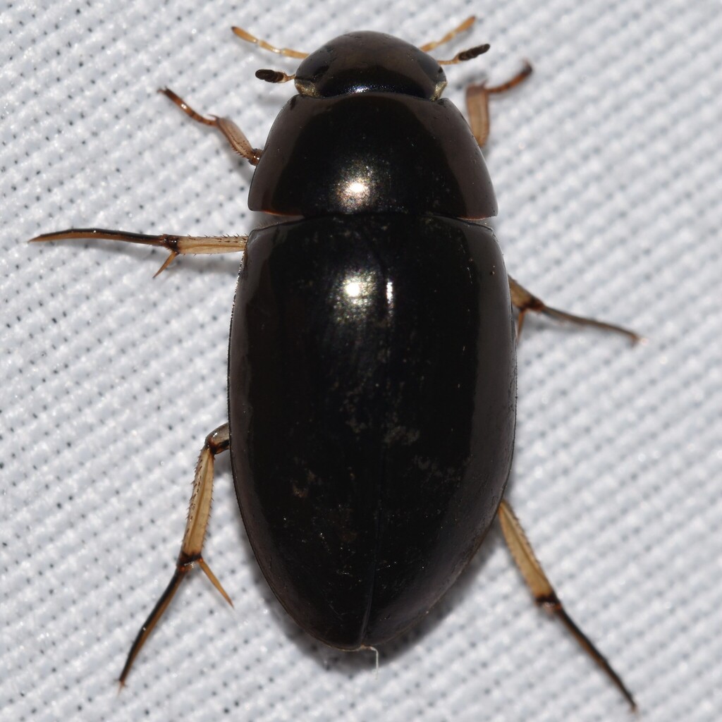 Water scavenger beetle