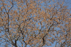 Pterocarpus marsupium