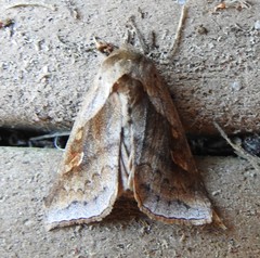 Bellura anoa