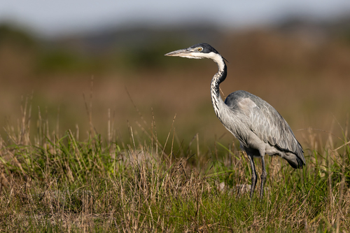 iNaturalist image