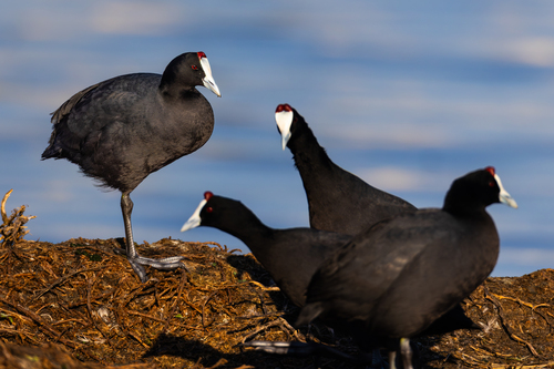 iNaturalist: (c) John Gale, some rights reserved (CC BY-NC), uploaded by John Gale iNaturalist image