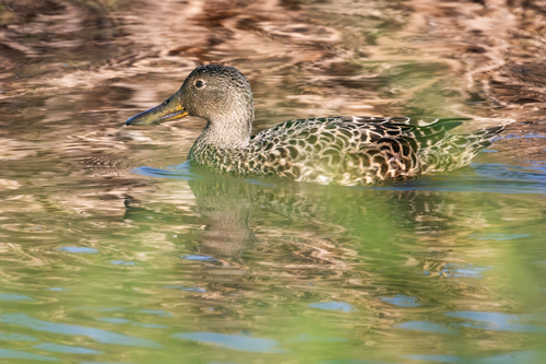 iNaturalist image