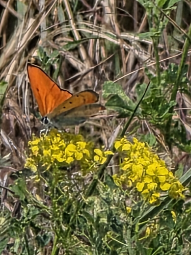 Large Copper