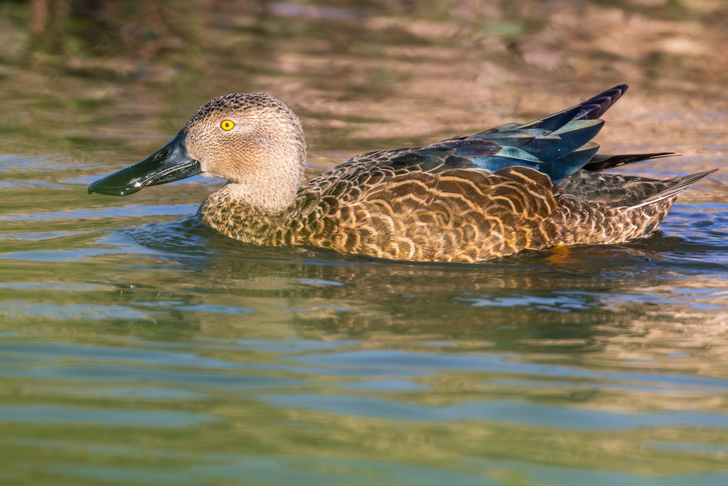 Cape Shoveler