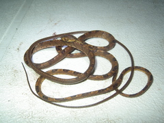 Imantodes chocoensis