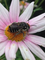 Megachile chrysopyga
