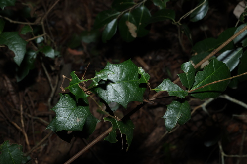 Native Holly