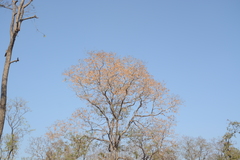 Pterocarpus marsupium