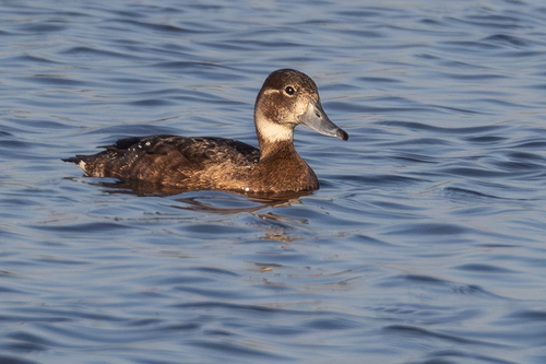 iNaturalist: (c) John Gale, some rights reserved (CC BY-NC), uploaded by John Gale iNaturalist image