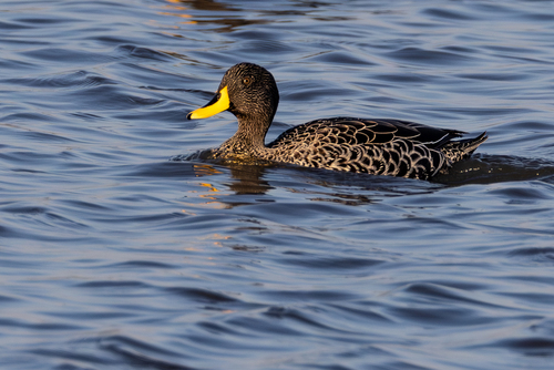 iNaturalist: (c) John Gale, some rights reserved (CC BY-NC), uploaded by John Gale iNaturalist image