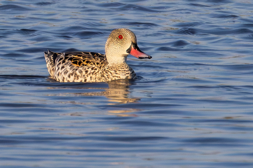 iNaturalist image
