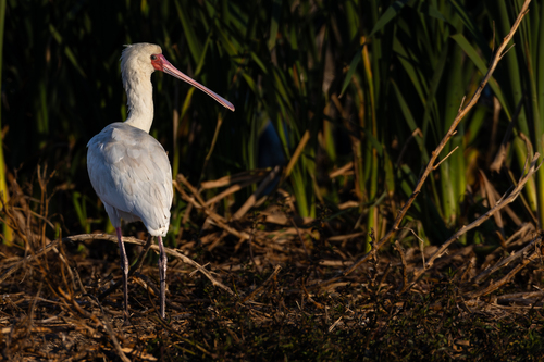 iNaturalist: (c) John Gale, some rights reserved (CC BY-NC), uploaded by John Gale iNaturalist image