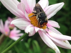 Megachile chrysopyga