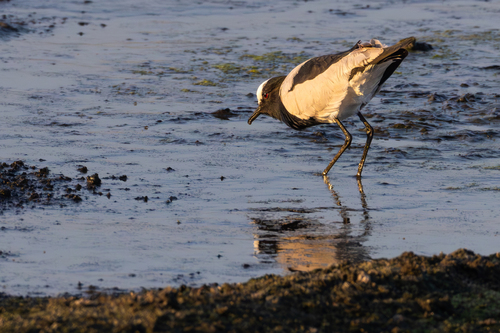 iNaturalist image
