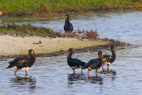 iNaturalist image