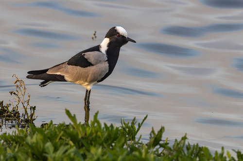 iNaturalist image