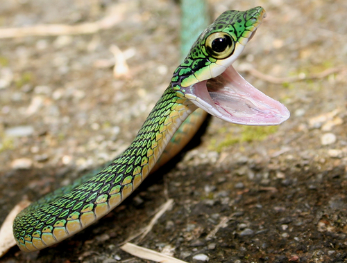 Subspecies Leptophis ahaetulla bocourti · iNaturalist